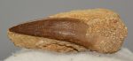    Pleisosaurus mauritanicus ( Zarafasaura oceanis ) tooth in rock (47 grams)