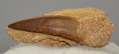  Pleisosaurus mauritanicus ( Zarafasaura oceanis ) tooth in rock (47 grams)