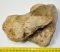 Mammuthus primigenius partial calcaneus bone 