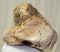 Mammuthus primigenius partial calcaneus bone 