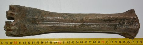 Bison priscus metatarsal bone (301 mm)