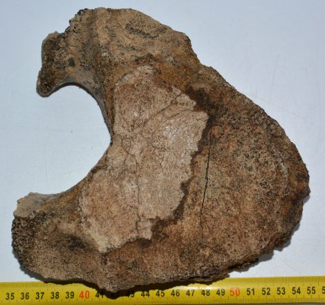 Mammuthus meridionalis partial vertebra bone (2156 grams)