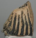 Mammuthus primigenius részleges fog (1199 gramm)