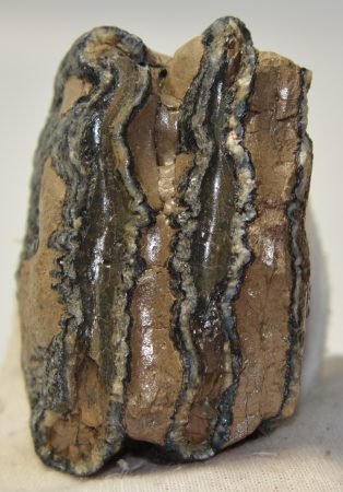 Mammuthus meridionalis részleges fog (419 gramm)