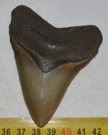  Otodus megalodon shark tooth from Florida (78 mm)