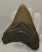  Otodus megalodon shark tooth from Florida (78 mm)