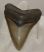  Otodus megalodon shark tooth from Florida (78 mm)