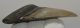  Otodus megalodon shark tooth from Florida (78 mm)