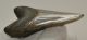  Otodus megalodon shark tooth from Florida (78 mm)