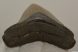  Otodus megalodon shark tooth from Florida (78 mm)