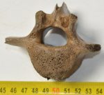Equus sp. partial vertebra