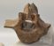 Equus sp. partial vertebra
