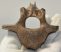 Equus sp. partial vertebra