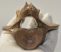 Equus sp. partial vertebra