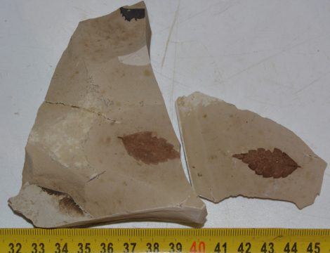  Zelkova ungeri leaf pair from Erdőbénye