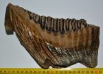 Mammuthus primigenius tooth (229 mm) Woolly Mammoth molar