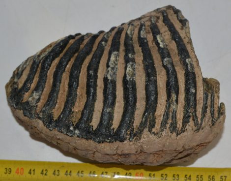 Mammuthus primigenius részleges fog (1671 gramm)