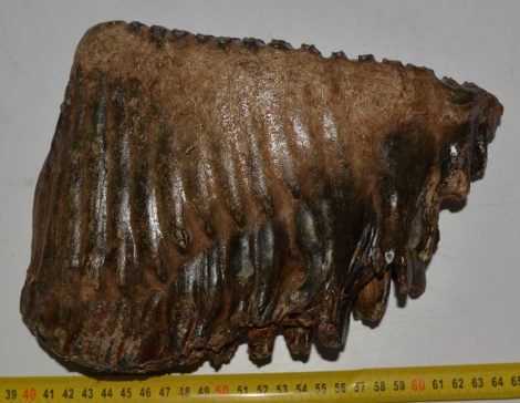 Mammuthus primigenius tooth (3490 grams) Woolly Mammoth