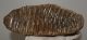 Mammuthus primigenius tooth (3490 grams) Woolly Mammoth