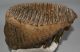 Mammuthus primigenius tooth (3490 grams) Woolly Mammoth