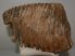 Mammuthus primigenius tooth (3490 grams) Woolly Mammoth
