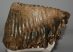 Mammuthus primigenius tooth (3490 grams) Woolly Mammoth