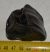 Stephanorhinus etruscus upper tooth 