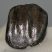 Stephanorhinus etruscus upper tooth 
