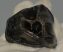 Stephanorhinus etruscus upper tooth 