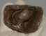 Stephanorhinus etruscus upper tooth 