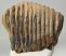 Mammuthus primigenius fog (1420 gramm) Gyapjas mamut