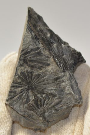 Annularia stellata levél lenyomat Spanyolországból Annularia stellata levél lenyomat Spanyolországból