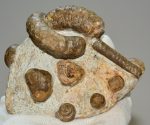   Lechites gaudini, Mariella bergeri, Pseudohelioceras psedoelegans ammonites from Hungary