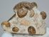 Lechites gaudini, Mariella bergeri, Pseudohelioceras psedoelegans ammonites