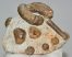 Lechites gaudini, Mariella bergeri, Pseudohelioceras psedoelegans ammonites