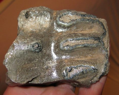 Részleges Mammuthus meridionalis rágás során lekoptatott foga 