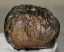 Mammuthus meridionalis részleges fog (901 gramm)