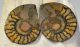 10 pairs of hematite ammonites from Morocco SOLD (JA) 08