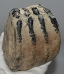 Mammuthus meridionalis partial tooth (1519 grams)