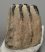 Mammuthus meridionalis partial tooth (1519 grams)
