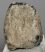 Mammuthus meridionalis partial tooth (1519 grams)