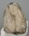Mammuthus meridionalis partial tooth (1519 grams)