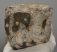 Mammuthus meridionalis partial tooth (1519 grams)