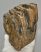 Mammuthus meridionalis részleges fog (1417 gramm)
