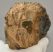 Mammuthus meridionalis részleges fog (1417 gramm)
