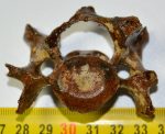Fóka részleges nyakcsigolya csont (63 mm)