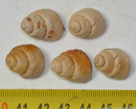 5 db Viviparus cf. balatonicus csiga kövület