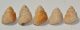 5 db Viviparus cf. balatonicus csiga kövület
