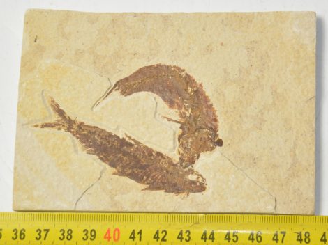 Knighthia eocaena fish fossils from Wyoming