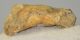 Ursus spelaeus toe bone (47 mm) proximal phalanges